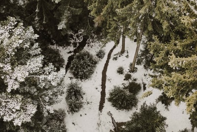 被雪覆盖的高大树木的鸟瞰图
